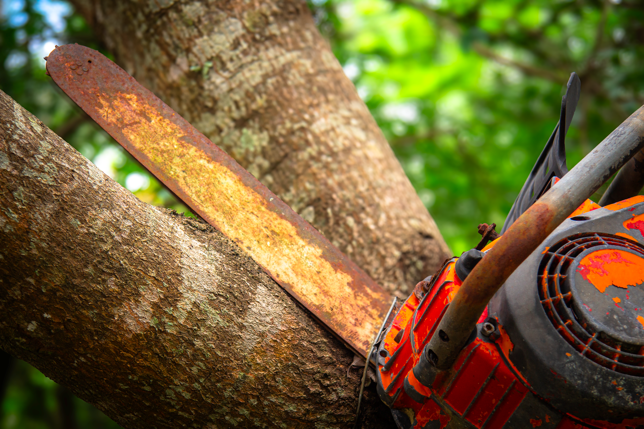 services-04 Close-up of a rusty chainsaw cutting through a tree trunk in a forest setting. Vivid colors and detailed textures.
