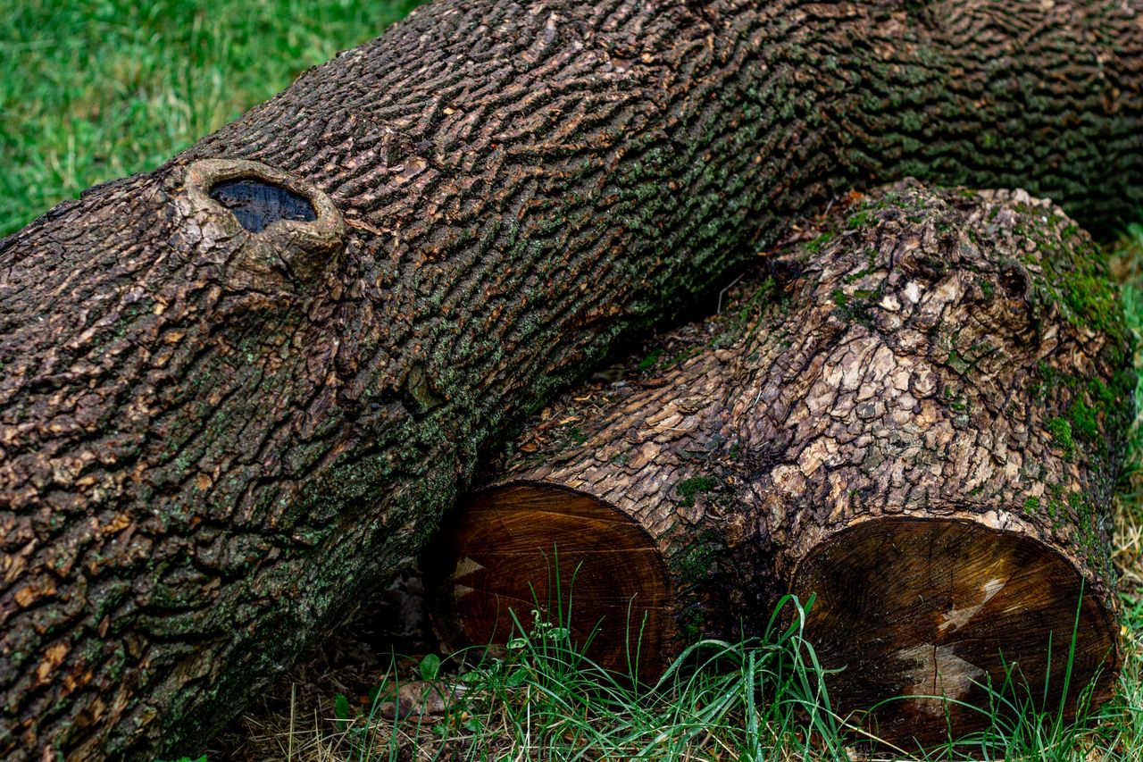Detailed view of a freshly cut tree log resting on grass, showcasing bark texture and natural wood patterns.